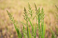 Barnyard Grass Seeds - 200+ Echinochloa crus-galli Cover Crop for Gardens and Lawns, Erosion Control, Wildlife Attractant