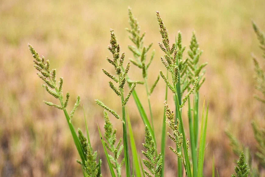 Barnyard Grass Seeds - 200+ Echinochloa crus-galli Cover Crop for Gardens and Lawns, Erosion Control, Wildlife Attractant