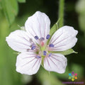 David Rowlinson Geranium Seeds - 25+ Pack Pelargonium x hortorum for Garden Planting