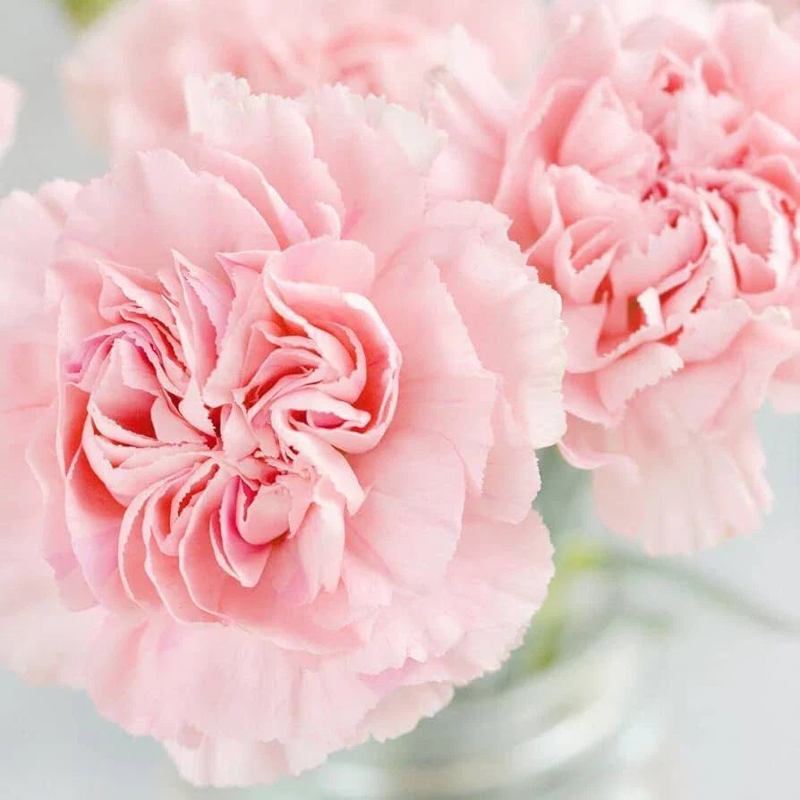 La France Carnation Seeds | Non-GMO Flower Seeds | Pink Dianthus caryophyllus | Perennial Garden Seeds