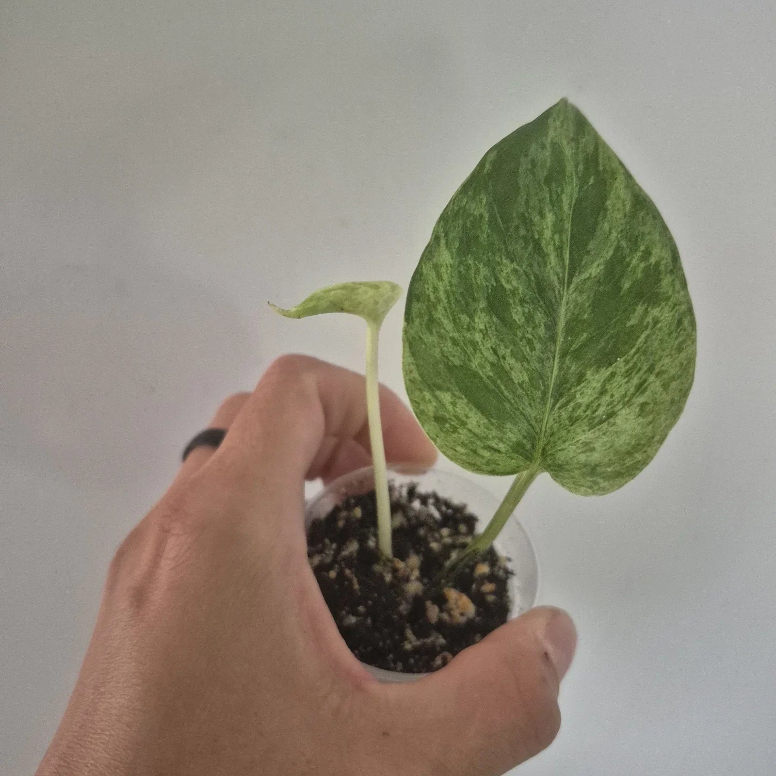 Marble Queen Pothos Starter Plant | Indoor Houseplant | Epipremnum aureum 'Marble Queen' | Trailing Vine