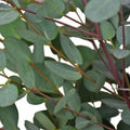 Moon Lagoon Eucalyptus Seeds - Perennial Flower Seeds for Landscaping & Gardens - Eucalyptus cinerea - 50 Pack