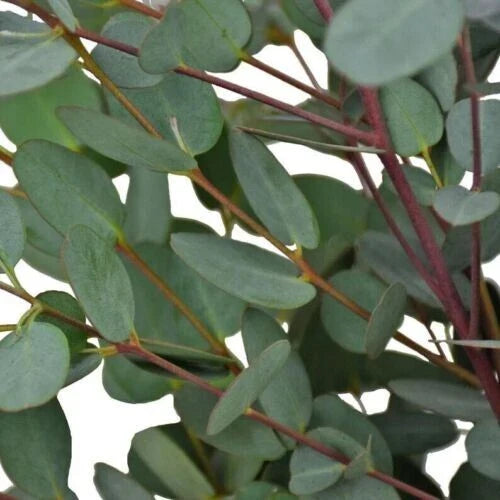 Moon Lagoon Eucalyptus Seeds - Perennial Flower Seeds for Landscaping & Gardens - Eucalyptus cinerea - 50 Pack