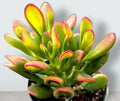 Rare Variegated Crassula Ovata 'Gollum' 4-Inch Rooted Jade Succulent Plant for Indoor & Outdoor Gardening