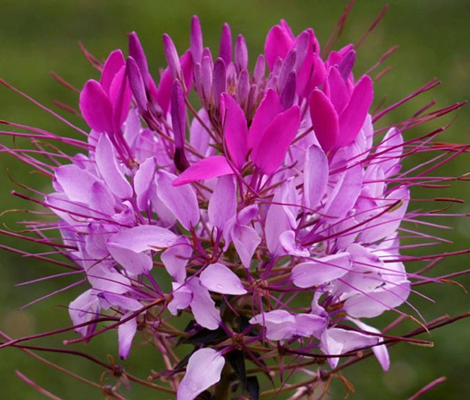 Violet Lilac Spider Seeds, Clome Spinosa Perennial, Bee-Friendly Flower, Garden Seeds for Borders & Containers
