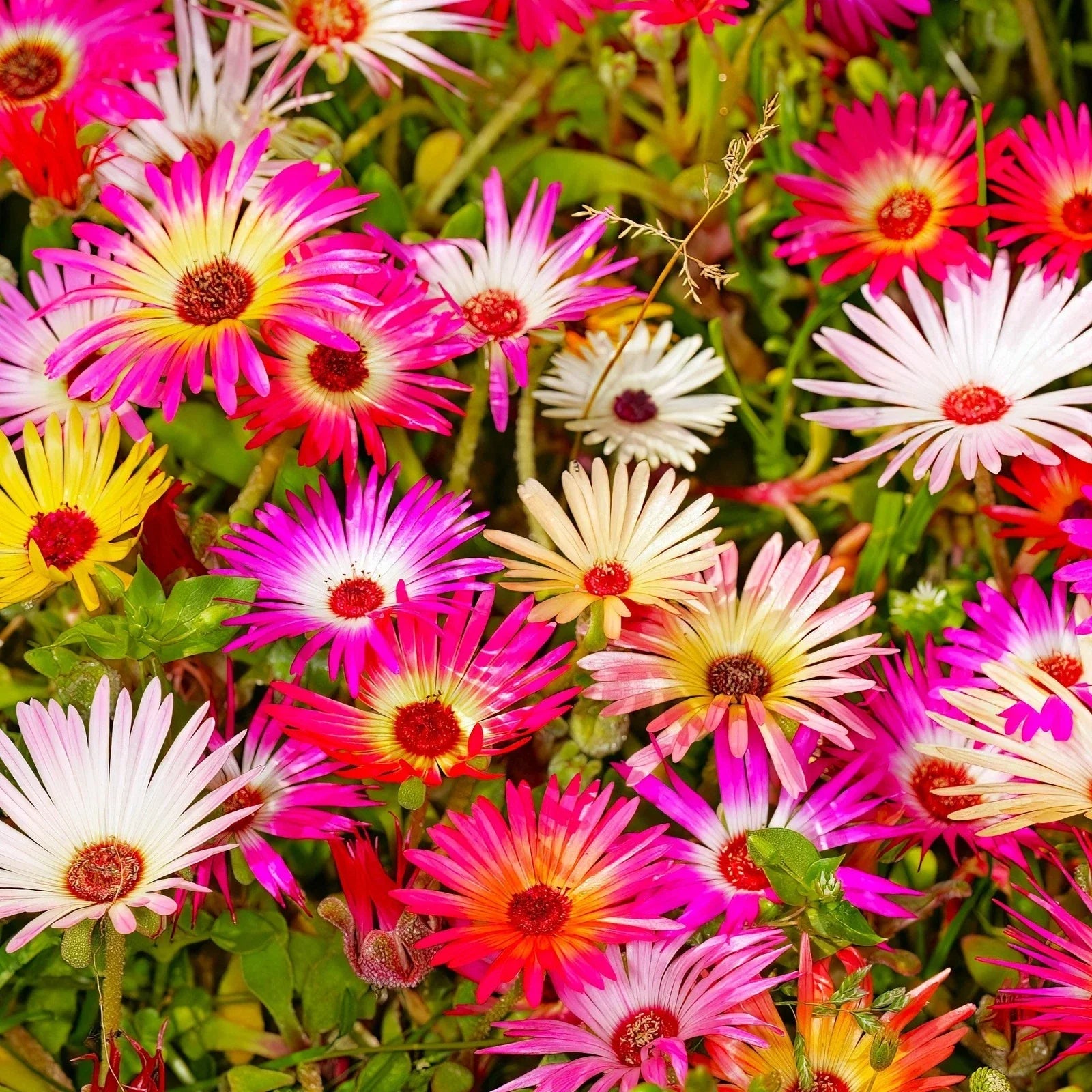 Livingstone Daisy Seeds - Pastel Mix Succulent Seeds for Drought-Tolerant Gardens, Indoor & Outdoor Planting, Lithops spp.