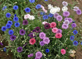Cornflower Seeds Dwarf Polka Dot Mix Non-GMO Centaurea cyanus - 400 Seeds for Borders & Containers