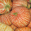 Rare One Too Many Pumpkin Seeds - Exotic Striped Cucurbita pepo, Vining, 10 Seeds