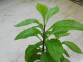 Longevity Spinach Starter Plants 10 Pack Gynura Procumbens Edible Ground Cover Nutritious Green Leaves