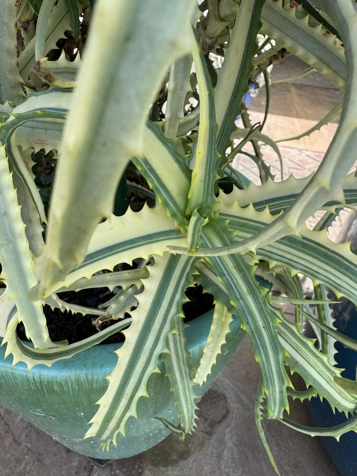 Variegated Aloe Succulent Cuttings - 2 Pcs Aloe vera var. variegata Indoor Outdoor Drought-Tolerant Plants