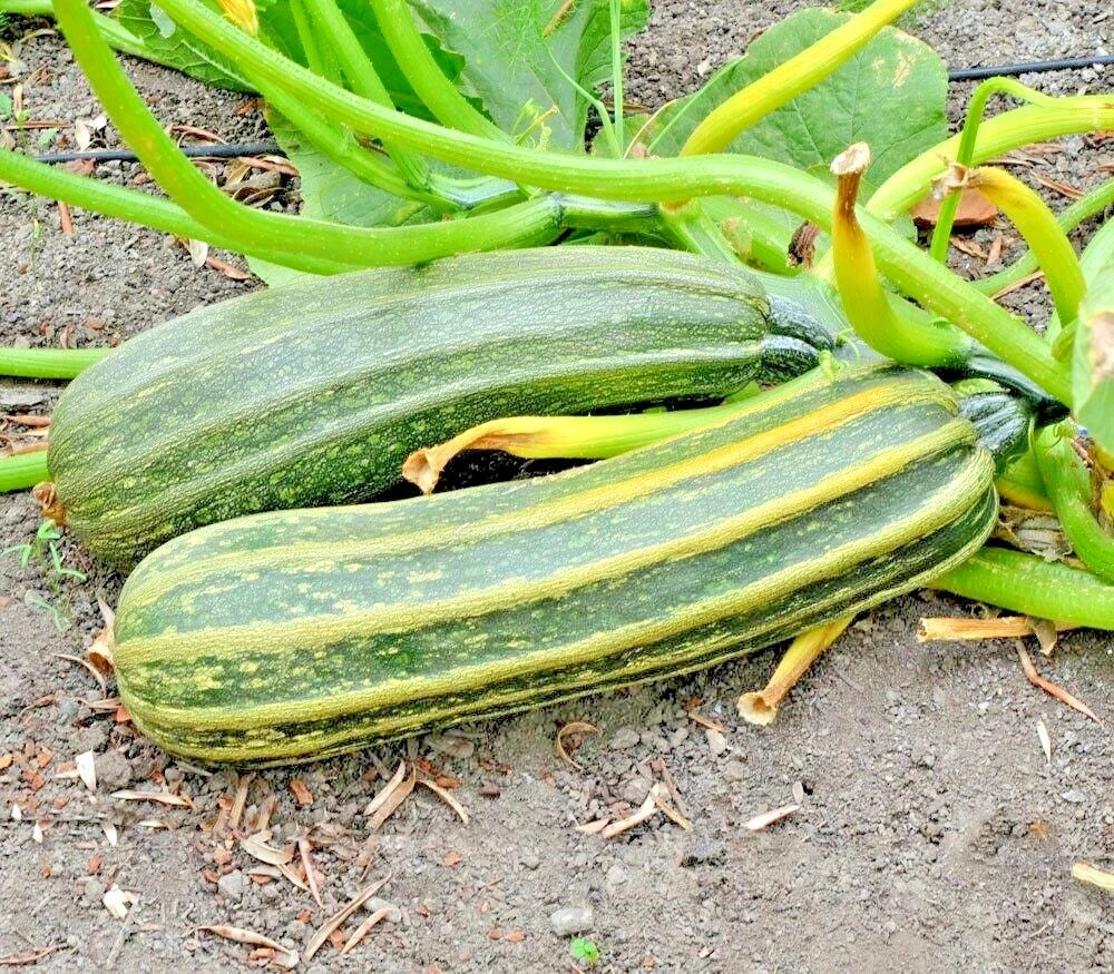 Organic Heirloom Cocozelle Zucchini Seeds for Container Gardening – Cucurbita pepo, Summer Vegetable Seeds, 35+ Seeds