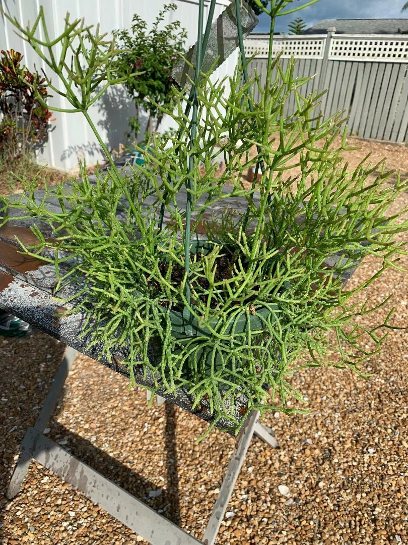 Rhipsalis Sulcata Fresh Cuttings - Rare Orchid Cactus Trailing Succulent Plant Propagation