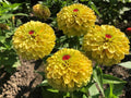 Queeny Lemon Peach Zinnia Seeds - 100+ Pack, Zinnia elegans, Bright Yellow and Peach Flowers, Garden, Container, Annual Plant