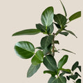 Live Benjamina Audry Plant - 5-7 Inches Tall, Rooted Ficus benjamina Indoor/Outdoor Hardy, Green Foliage, Low Maintenance