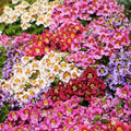 Butterfly Flower Seeds - ANGEL WINGS Schizanthus Mix - Non-GMO, Orchid-Like Blooms, 1500 Seeds for Borders & Containers