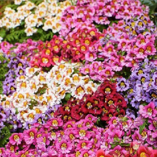 Butterfly Flower Seeds - ANGEL WINGS Schizanthus Mix - Non-GMO, Orchid-Like Blooms, 1500 Seeds for Borders & Containers