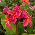 Rooted Plumeria Cutting - Fruit Punch Variety - 15 Inches - Plumeria rubra Tropical Plant for Garden or Indoor Use