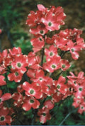 Red Pygmy Dogwood Seeds - 5 Pack, Flowering Tree with Fall Color, Cornus canadensis, Compact Growth, Hardy, Drought Tolerant