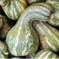 Green Striped Cushaw Pumpkin Seeds - 20 Non-GMO Cucurbita maxima Winter Squash Seeds for Gardening