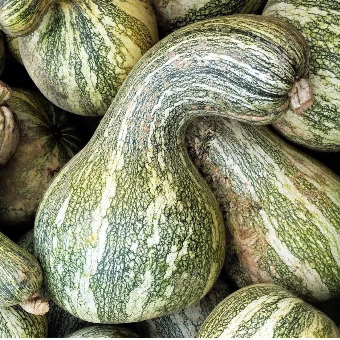 Green Striped Cushaw Pumpkin Seeds - 20 Non-GMO Cucurbita maxima Winter Squash Seeds for Gardening