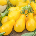 Yellow Pear Cherry Tomato Seeds - Non-GMO Indeterminate Pack of 100+ Solanum lycopersicum Vegetables
