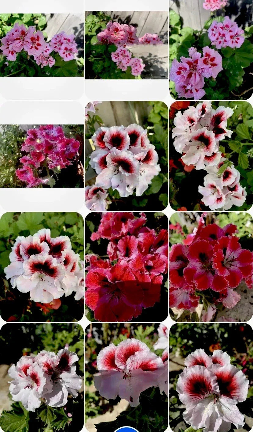 Geranium Perennials Collection – 3 Varieties in 8-Inch Pots, Pelargonium Garden Plants, Full Sun, Low Maintenance
