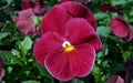 Pansy Seeds 50 Count - Delta Pure Rose Viola tricolor var. hortensis - Pink Flowers for Garden Beds & Containers