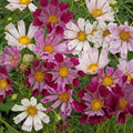Cosmos Seeds - Seashells Variety - Cosmos bipinnatus - Annual Flower Seeds for Garden, Borders, Containers