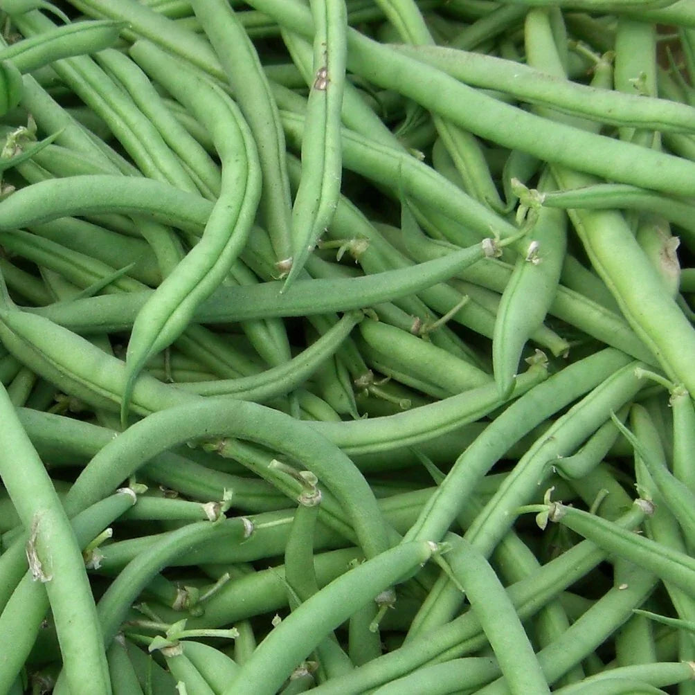 Stringless Green Bean Seeds - Non-GMO, Phaseolus vulgaris, Bush Variety, Organic Gardening Seeds for Fresh Eating & Canning