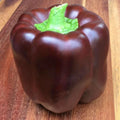 Chocolate Bell Pepper Seeds - Organic Heirloom Non-GMO Capsicum annuum, Sweet, 50+ Seeds for Home Gardening