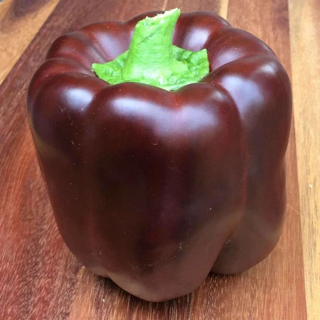 Chocolate Bell Pepper Seeds - Organic Heirloom Non-GMO Capsicum annuum, Sweet, 50+ Seeds for Home Gardening