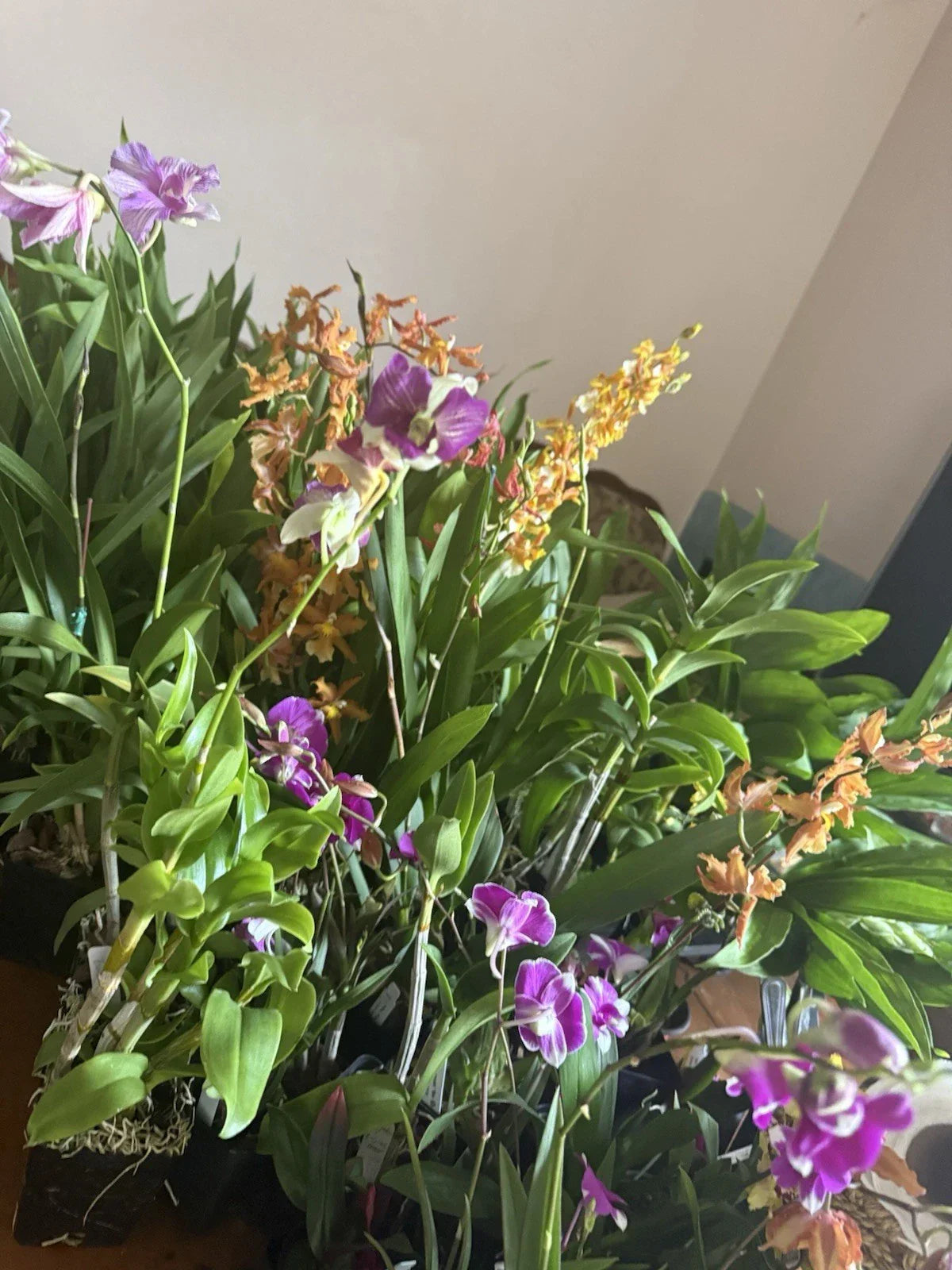 Orchid Plant Box – 10 Den & Oncidium Divisions – Exotic Indoor Flowering Plants – Home Decor Gift
