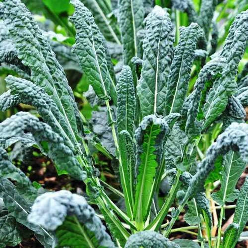 Lacinato Kale Seeds - Heirloom Non-GMO Tuscan Dinosaur Kale - Brassica oleracea var. sabellica - Pack of 100