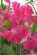 Sweet Pea Seeds - 50+ Grandma Butt Variety - Fragrant Climbing Garden Plant - Lathyrus odoratus