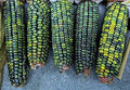 Oaxacan Green Indian Corn Seeds - 25+ Zea mays Heirloom Green Kernels for Garden or Culinary Use