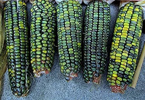 Oaxacan Green Indian Corn Seeds - 25+ Zea mays Heirloom Green Kernels for Garden or Culinary Use