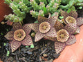 Orbea Variegata Cutting - 3-Inch Rare Lifesaver Succulent with Unique Star-Shaped Blooms