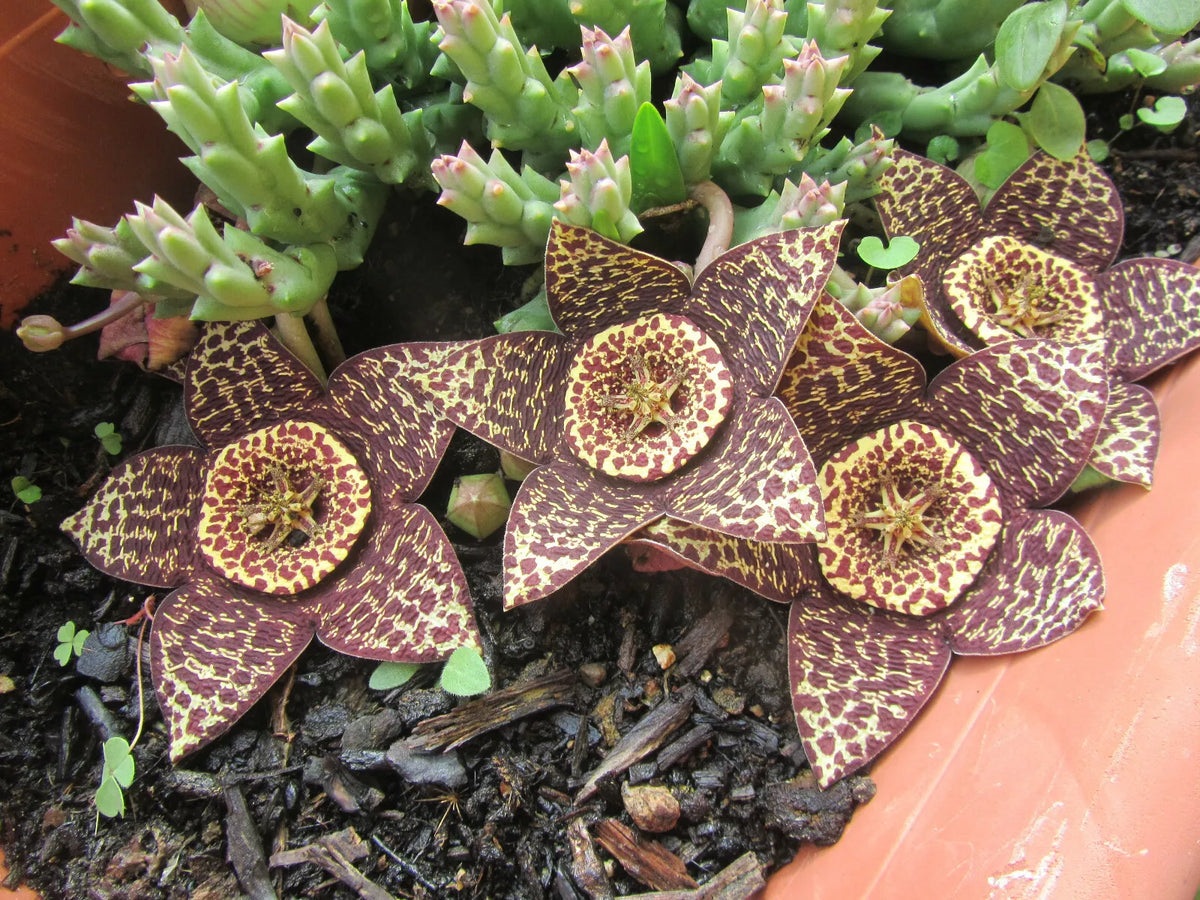 Orbea Variegata Cutting - 3-Inch Rare Lifesaver Succulent with Unique Star-Shaped Blooms