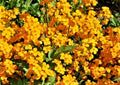 Siberian Wallflower Seeds - 200+ Non-GMO Erysimum cheiri for Garden, Borders, Pollinator Attractant