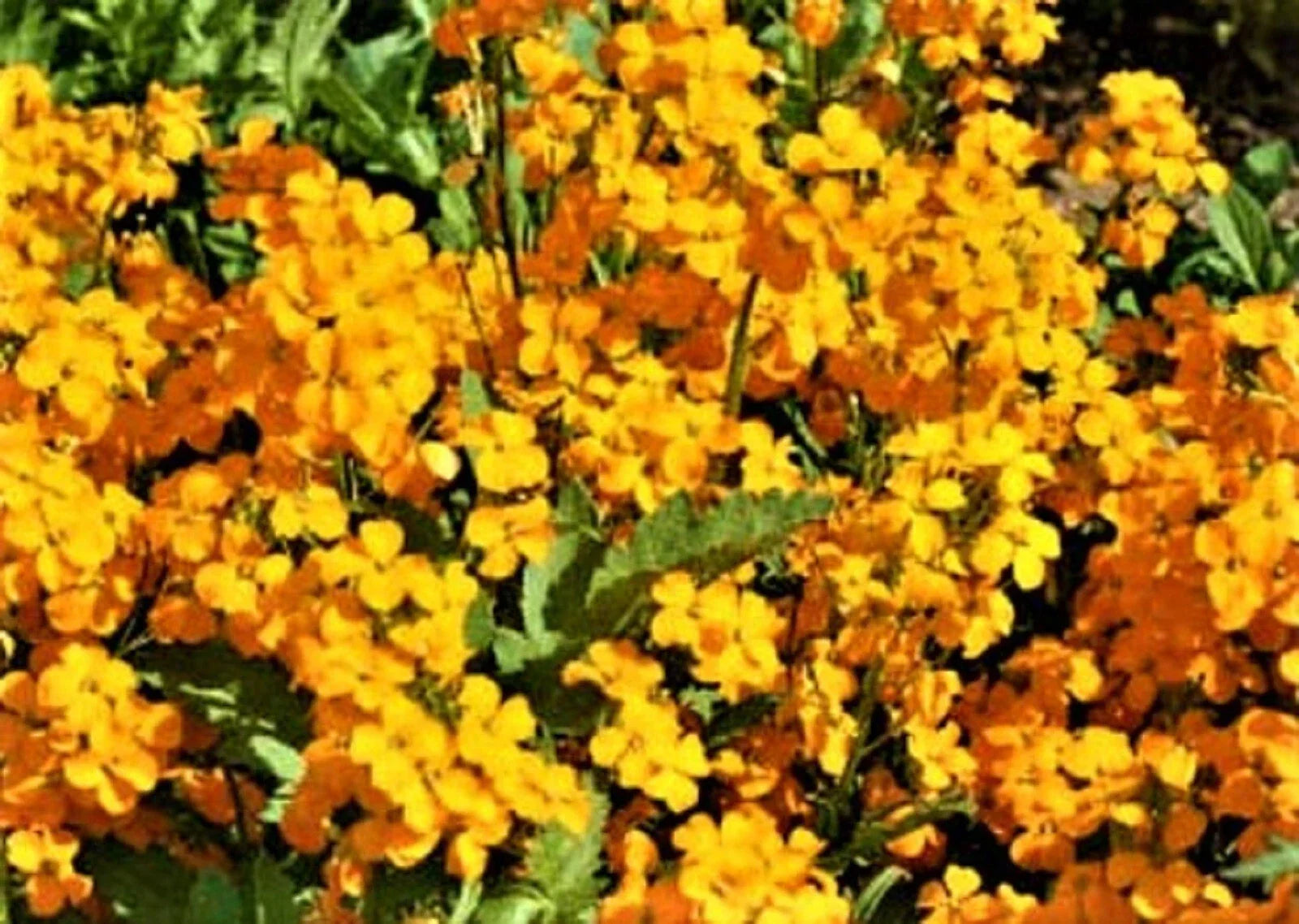 Siberian Wallflower Seeds - 200+ Non-GMO Erysimum cheiri for Garden, Borders, Pollinator Attractant