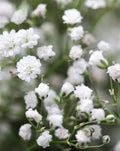 Gypsophila 'Double Snowflake' Seeds - Baby's Breath Flower Seeds for Gardens & Floral Arrangements - White Blooms, Easy to Grow