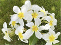 Rooted Cloud 9 Plumeria Plant Cutting 21" - Large Frangipani Flowers