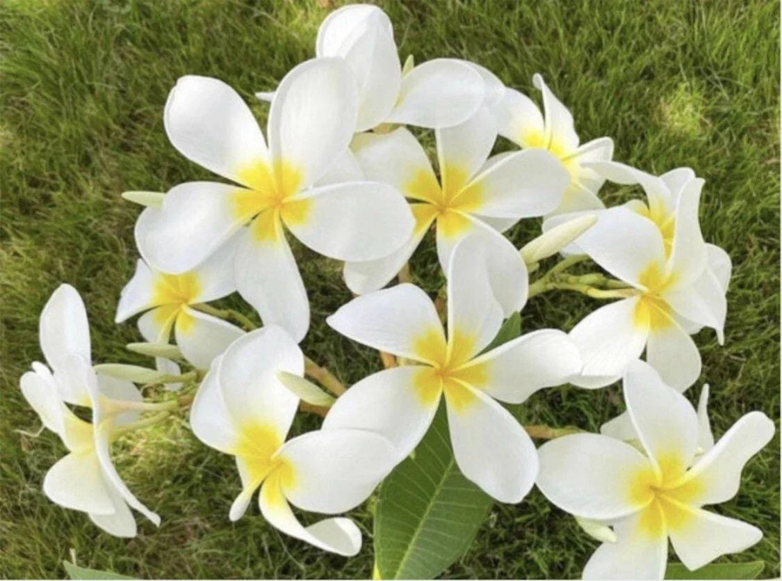 Rooted Cloud 9 Plumeria Plant Cutting 21" - Large Frangipani Flowers