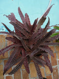 Cryptanthus Pheasant Tail Bromeliad Plant - Medium Indoor Houseplant with Unique Foliage, Air Purifying, Cryptanthus spp.