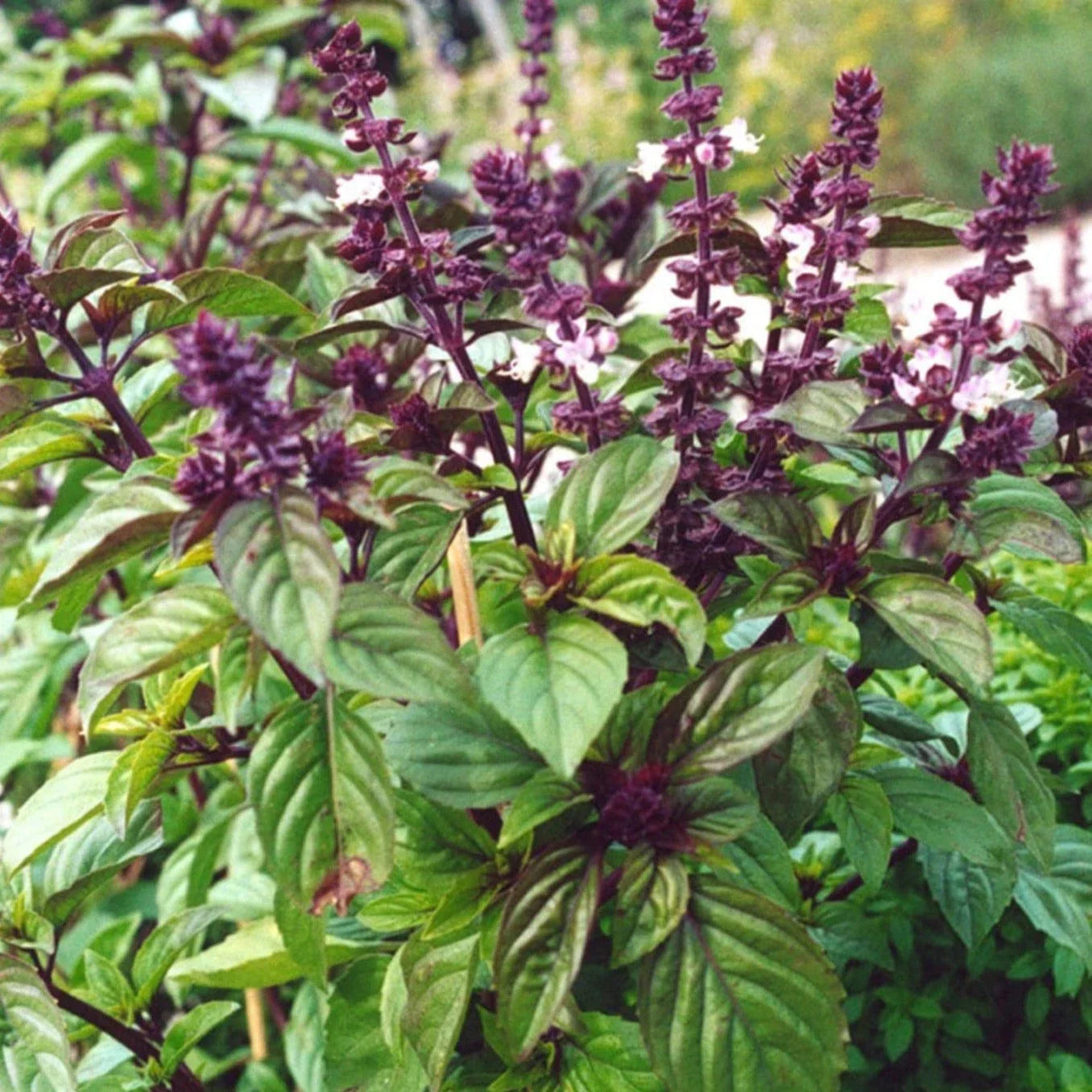 Licorice Basil Seeds - Anise Flavor Herb for Cooking, Pollinator Attractant, Ocimum Basilicum, 100 Seeds