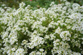 Sweet Alyssum Flower Seeds 2000+ White Carpet of Snow Annual Lobularia maritima for Borders & Ground Cover