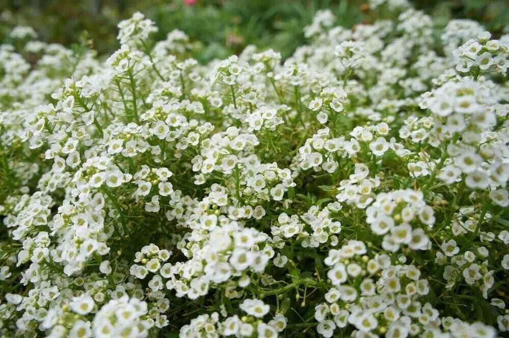 Sweet Alyssum Flower Seeds 2000+ White Carpet of Snow Annual Lobularia maritima for Borders & Ground Cover