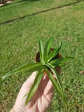 Solid Green Spider Plant in 2" Pot - Air Purifying Indoor Plant, Chlorophytum comosum, Easy Care, Pet-Friendly