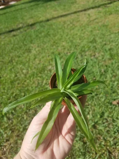 Solid Green Spider Plant in 2" Pot - Air Purifying Indoor Plant, Chlorophytum comosum, Easy Care, Pet-Friendly