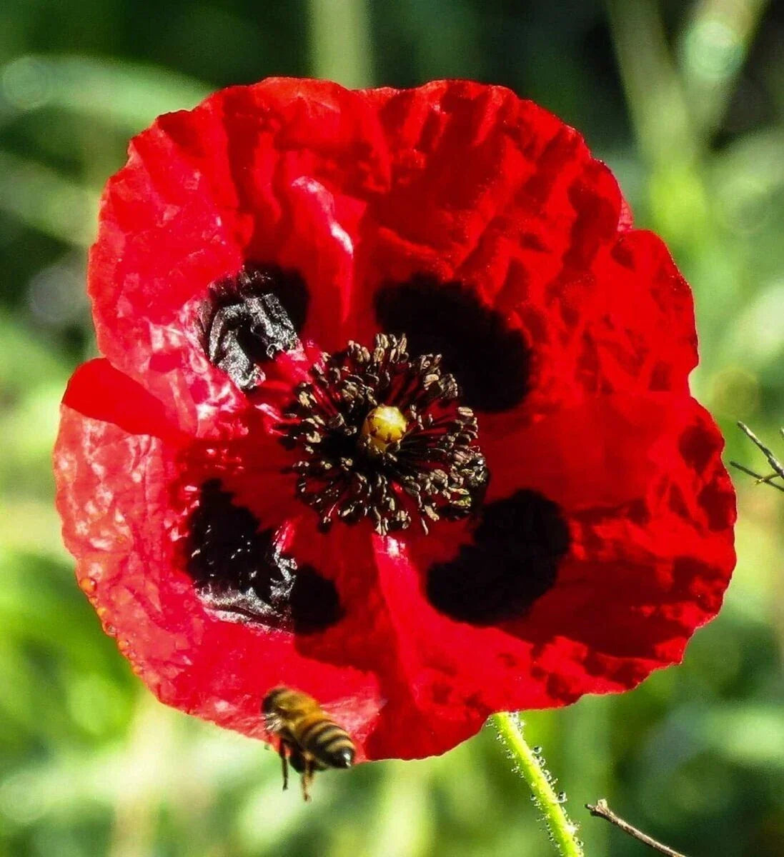 Turkish Tulip Poppy Seeds - 200+ Pack, Papaver glaucum, Garden Planting, Vibrant Flowers, Easy to Grow, Attracts Pollinators